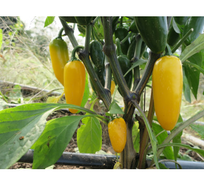 Насіння перцю гострого  Халапеньо Лимонна спеція гігант (Jalapeno Lemon Spice Giant)